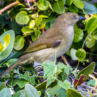 Sombre Greenbul at Grootbos Sombre Greenbul at Grootbos